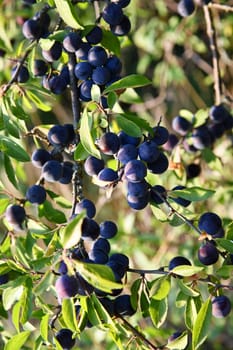 Blackthorn with blue-black fruits in autumn