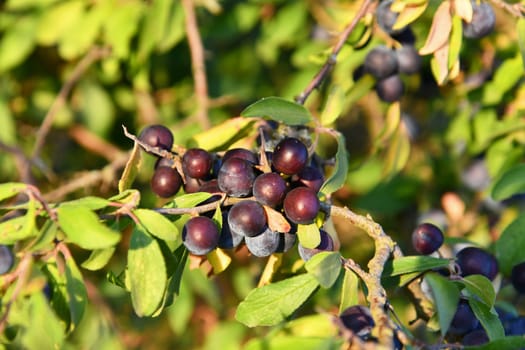 Blackthorn with blue-black fruits in autumn