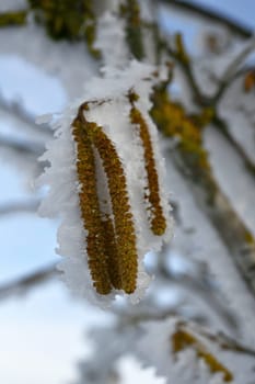 snow-covered downy birch with infructescence