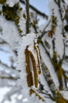 snow-covered downy birch with infructescence