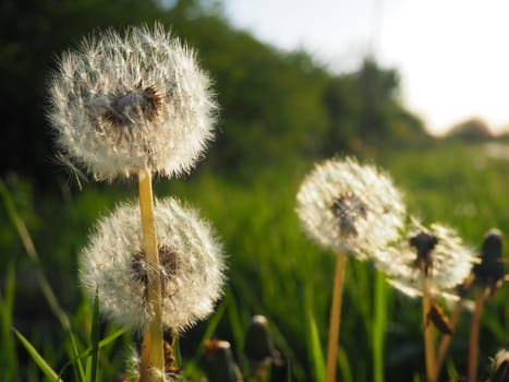 white fluffy dandelions. Several flowers. Dandelions are in the breeding phase. Counter-light.