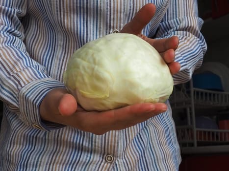 White cabbage in the hands. A woman in a white shirt with stripes holds a swing of cabbage in her hands and offers it to the viewer. Fresh cabbage harvest. Diet vegetarian food. Green vegetable salad.