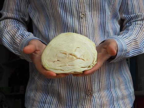 White cabbage in the hands. A woman in a white shirt with stripes holds a swing of cabbage in her hands and offers it to the viewer. Fresh cabbage harvest. Diet vegetarian food. Green vegetable salad.
