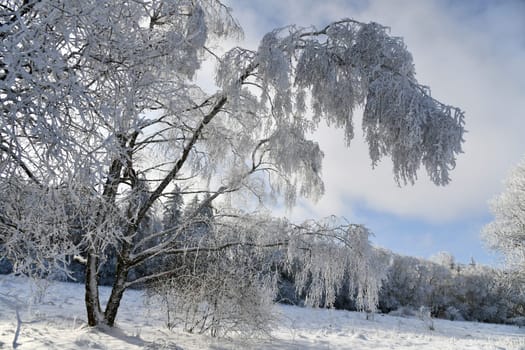 beautiful winter landscape in sunny weather