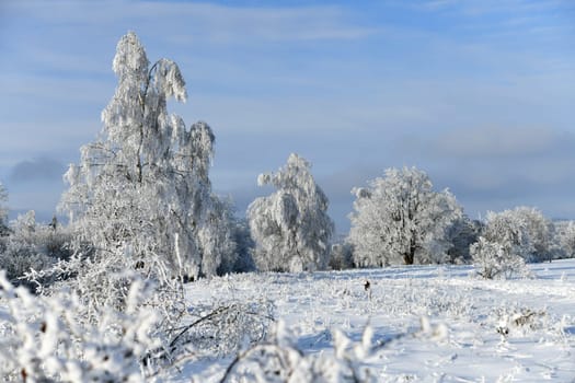 beautiful winter landscape in sunny weather
