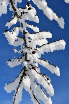 beautiful winter landscape in sunny weather