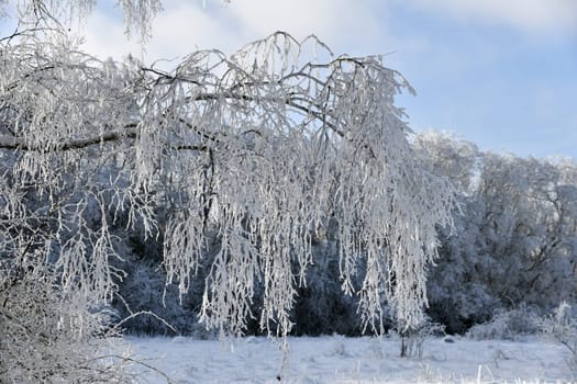beautiful winter landscape in sunny weather