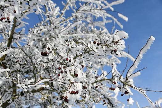 beautiful winter landscape in sunny weather