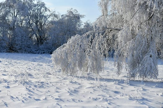beautiful winter landscape in sunny weather