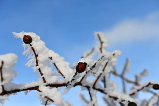 beautiful winter landscape in sunny weather