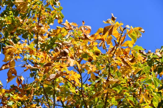 chestnut tree with great autumn colors