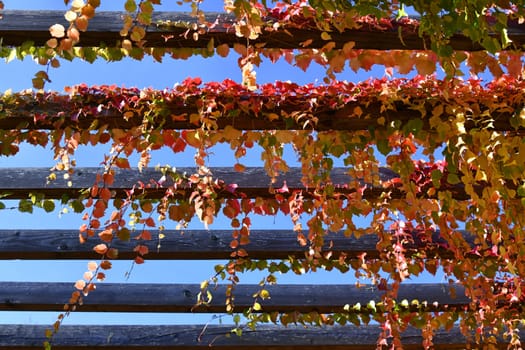 Three-pointed virgin vine with beautiful autumn colors