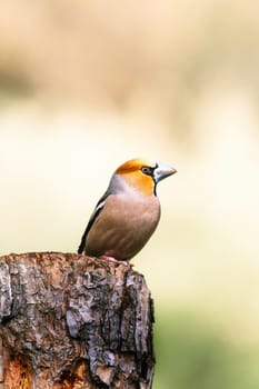 Wild bird hawfinch (Coccothraustes Coccothraustes) sitting on mossy tree stump. Wildlife scenery,