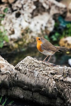 Red Robin (Erithacus rubecula) bird close up in the spring garden