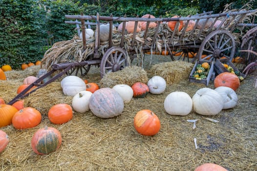 Still life large pumpkins in orange and white color lying in front of a wooden wagon at a farm during harvest season in October