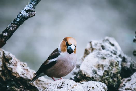 Wild bird hawfinch (Coccothraustes Coccothraustes) sitting on mossy tree stump. Wildlife scenery,