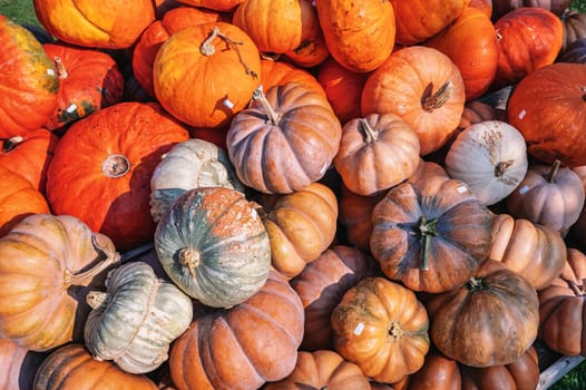 Beautiful eatable Pumpkins with different orange color at a farm during harvest season in October background, price tag on the pumpkins