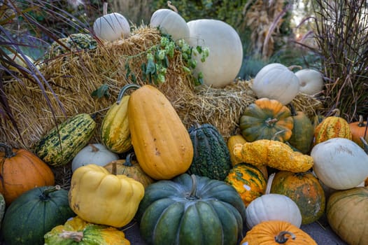 Still life different variation of pumpkins and ornamental gourds lying on the ground at a farm during harvest season for sale