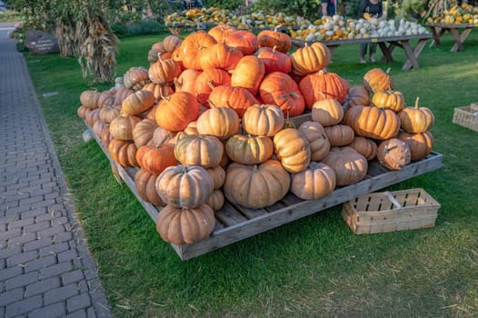 Large orange pumpkin stacked on a wooden board, outdoors at a farm for sale during harvest season in October, thanksgiving, Halloween