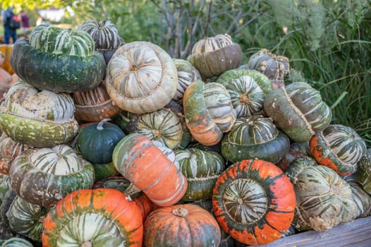 Pumpkins turban gourd, ornamental gourds stacked on each other in a wooden basket at a farm during harvest season, October, thanksgiving