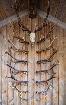 Deer antlers and deer skulls hang on a wooden wall as decoration, vertical shot