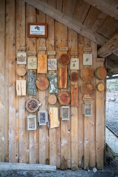 Cut tree trunks of different German forest tree varieties hang on a wooden wall as a decoration for children to learn from, vertical shot