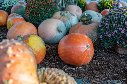 Pumpkin decoration thanks giving underneath a tree at a farm, october, halloween