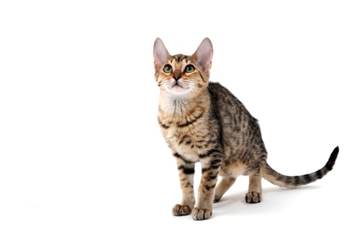 Purebred smooth-haired cat on a white isolated background. High quality photo
