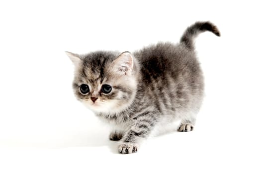 Fluffy grey kitten on a white isolated background. High quality photo