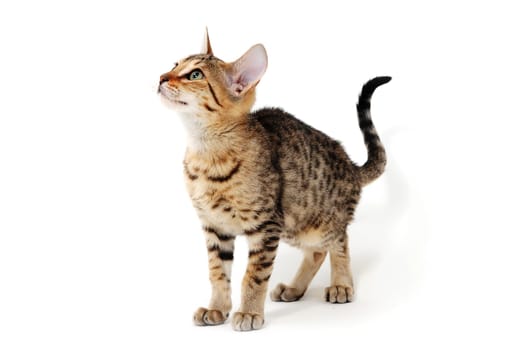 Purebred smooth-haired cat on a white isolated background. High quality photo