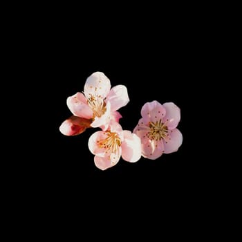 pink spring flowers on a black background. Delicate apple or plum flowers and bud, isolated in the middle of the image