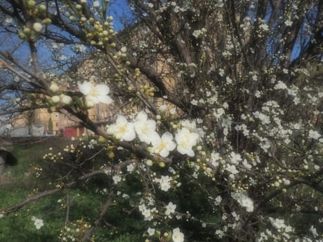 A tree blooming with white flowers. Cherry, apple, plum or sweet cherry in a flowering state. Delicate white petals. Postcard. Congratulations on the day of spring, happy mothers day. Soft focus