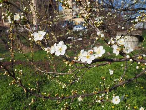 Blooming fruit trees in the garden. Cherries, sweet cherries, plums, apple trees in bloom. White flowers on the branches