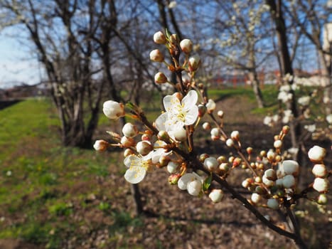 Blooming fruit trees in the garden. Cherries, sweet cherries, plums, apple trees in bloom. White flowers on the branches