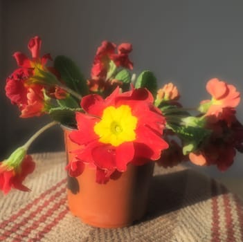 Primrose, a genus of plants from the Primulaceae family of the order Ericales. Most species are flowering low grasses. Red bright flower with a yellow center. Planter or pot on a wicker background.
