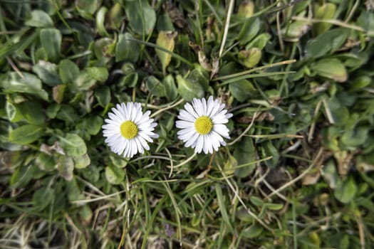 Detail of wild flowers in the environment, natural and healthy life