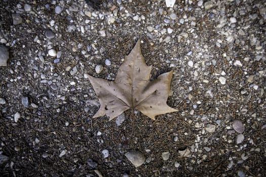 Detail of fall of leaves in autumn, cold and change of season