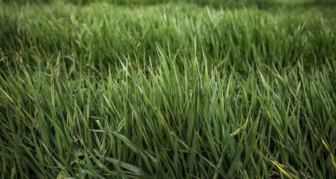 Detail of green field in nature, care and protection of the environment