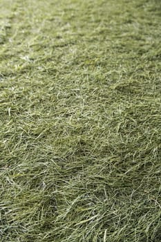 Soccer field detail, competition and rivalry, elite sport