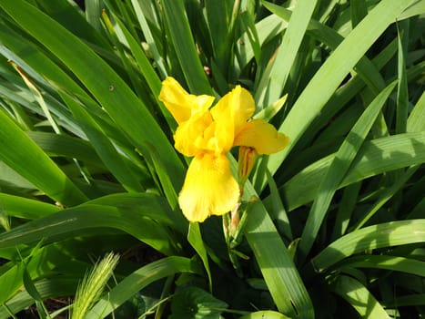 Iris, a genus of perennial rhizome plants of the Iris family. An ornamental herb with large bright flowers. Graceful delicate flower of yellow color with orange veins. Green leaves in the background.