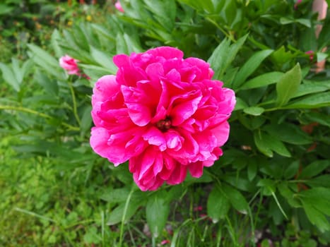 Red-pink peonies. Beautiful large peony flowers against a background of green foliage and grass. Floristics, floriculture and gardening as a hobby.