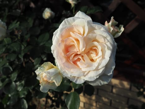 beautiful large double roses in the garden against the background of green leaves and a wooden lattice. Decoration of the garden, garden and lawn. Floriculture, horticulture, botany and agriculture.