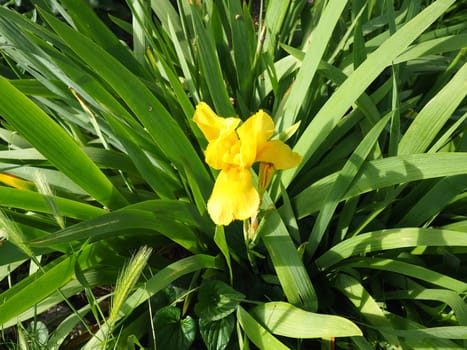 Iris, a genus of perennial rhizome plants of the Iris family. An ornamental herb with large bright flowers. Graceful delicate flower of yellow color with orange veins. Green leaves in the background.