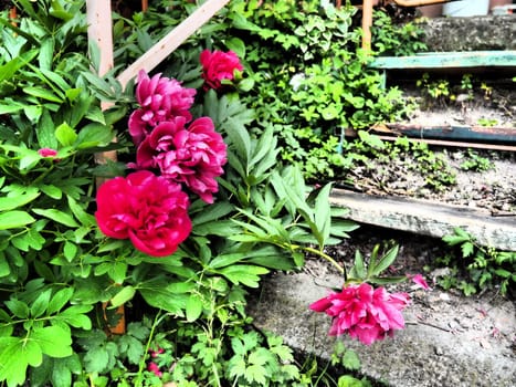 Red-pink peonies. Beautiful large peony flowers against a background of green foliage and grass. Floristics, floriculture and gardening as a hobby. Wooden stairs in the background.