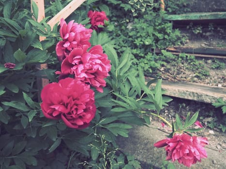 Red-pink peonies. Beautiful large peony flowers against a background of green foliage and grass. Floristics, floriculture and gardening as a hobby. Wooden stairs in the background.