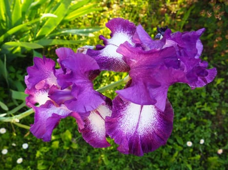 Beautiful colorful iris flowers close-up. Violet flowers in the summer. Two dainty beautiful flowers on one stem. Green leaves. Botany, plant growing, floriculture and gardening.