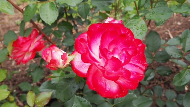 Blooming romantic fresh rouge rose. Pink and crimson roses bloom in the garden. Petals with water drops.