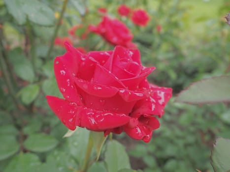 Blooming romantic fresh rouge rose. Pink and crimson roses bloom in the garden. Petals with water drops.