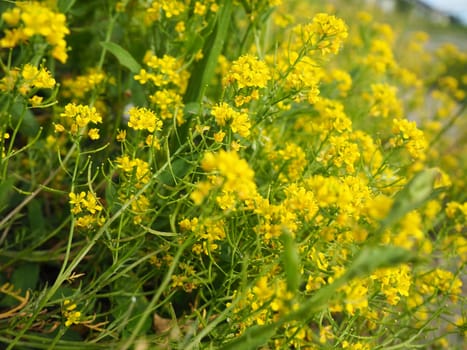 Yellow field rapeseed in bloom. Rape or colza Brassica napus is a species of herbaceous plants of the Cabbage genus of the Cabbage or Cruciferous Brassicaceae family. Important oilseed crop.