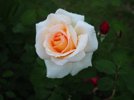 yellow rose in the garden. Yellow, white nuances in the color of the petals. Green leaves in the background. Soft focus.